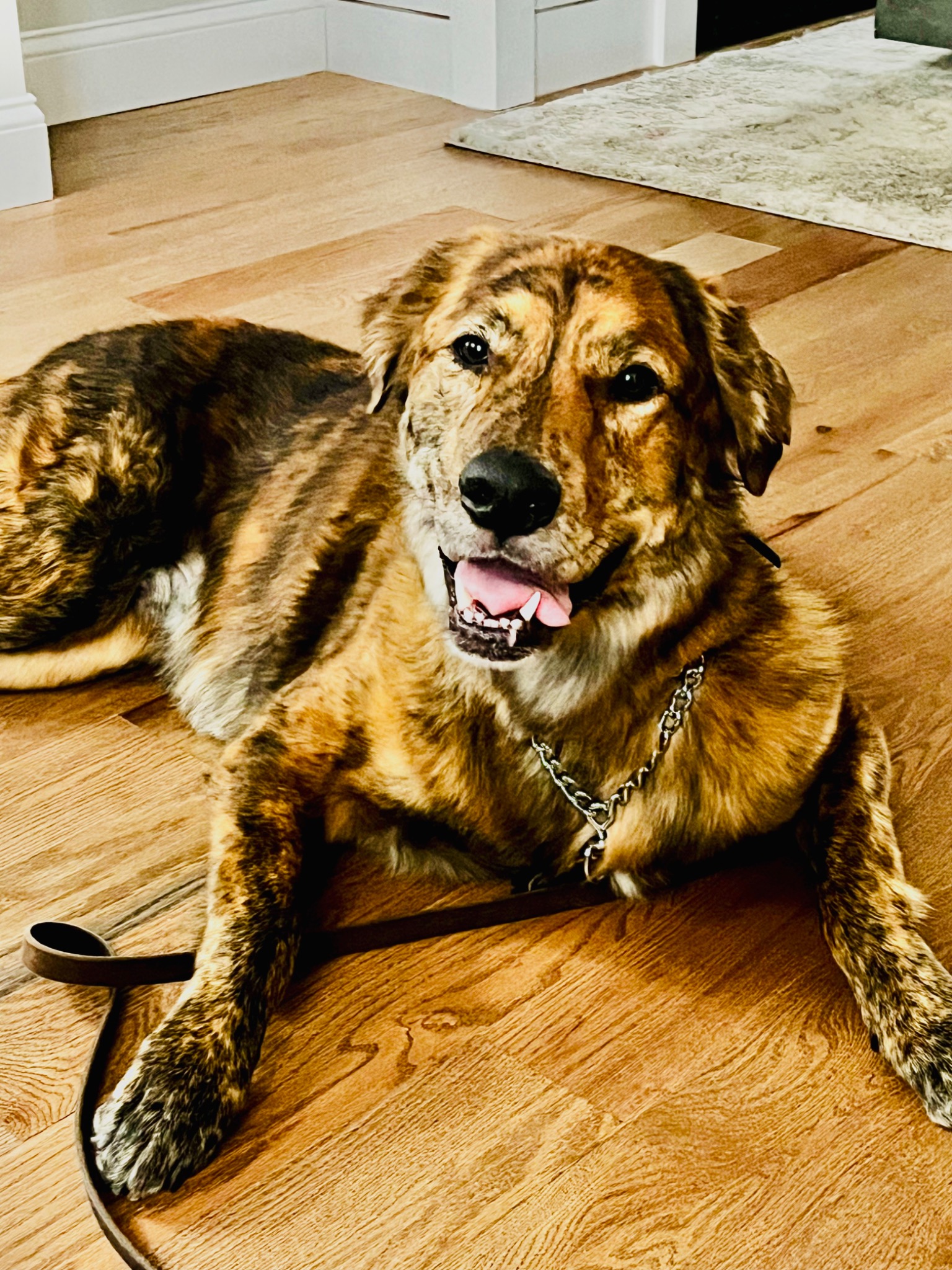 Our Dog 1
